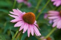 Pink cone flowers, plant and closeup in nature, environment and blossom in green botanical ecosystem. Background, floral Royalty Free Stock Photo