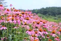 Pink Cone Flowers