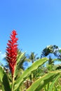 Pink Cone Ginger