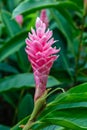 Pink cone ginger Alpinia purpurata