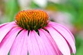 Pink Coneflower Royalty Free Stock Photo