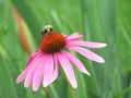 Light Pink And Red Coneflower