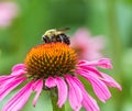 Pink coneflower and a bumble bee Royalty Free Stock Photo