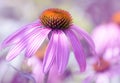 Pink coneflower close-up. A gentle background. Selective focus. Royalty Free Stock Photo