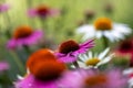 A pink coneflower (Echinacea) in full bloom with others in blurred foreground and background Royalty Free Stock Photo