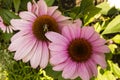 Pink Coneflower (Echinacea) Getting Pollinated Royalty Free Stock Photo