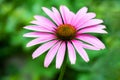 Pink coneflower echinacea Royalty Free Stock Photo