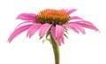 Pink coneflower echinacea Royalty Free Stock Photo