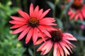 Pink coneflower Echinacea purpurea in the summer garden flower bed Royalty Free Stock Photo