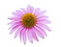 Pink coneflower head Royalty Free Stock Photo