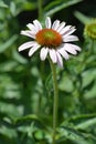 Pink coneflower Royalty Free Stock Photo