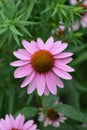 Pink coneflower Rubinstern Royalty Free Stock Photo