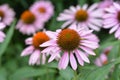 Pink coneflower Rubinstern Royalty Free Stock Photo