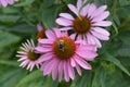 Pink coneflower Rubinstern Royalty Free Stock Photo