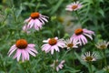 Pink coneflower Rubinstern Royalty Free Stock Photo