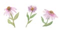 Echinacea angustifolia and lavender purple watercolor banner of pink Echinacea flowers isolated on white background. Royalty Free Stock Photo