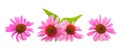 Pink coneflowers echinacea Royalty Free Stock Photo