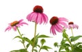 Pink coneflowers echinacea Royalty Free Stock Photo