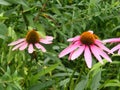 Pink Coneflowers