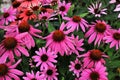 Pink Coneflowers Full Frame Royalty Free Stock Photo