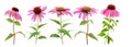 Pink coneflowers Royalty Free Stock Photo