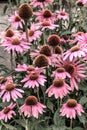 Pink coneflowers in the summer garden Royalty Free Stock Photo