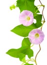 Pink convolvulus