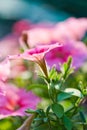 Pink Convolvulus Royalty Free Stock Photo