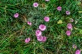 Pink Convolvulus althaeoides flowers on a meadow in Albania Balkans Royalty Free Stock Photo