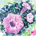 Pink convolvulus flowers on green background. Hand drawn watercolor Royalty Free Stock Photo