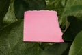 pink copy space paper on a natural leaf background, creative summer design Royalty Free Stock Photo