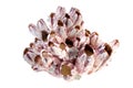 Pink Coral Royalty Free Stock Photo