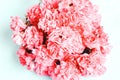 Pink, coral flower . Soft focus.floral background