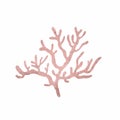 Pink coral isolated on a white background. Decorative illustration of underwater ocean organisms.
