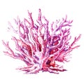 Pink coral isolated on white background Royalty Free Stock Photo