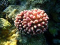 Pink Coral reef