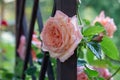 Pink roses in the morning light garden on blur background. on day noon light. Royalty Free Stock Photo