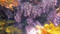 Coralline Algae, Great Southern Reef Royalty Free Stock Photo