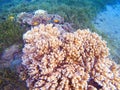 Pink corals in tropical seashore. Undersea landscape photo. Fauna and flora of tropical shore. Royalty Free Stock Photo