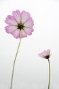 Pink Coreopsis Flowers