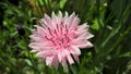Pink corn flower Royalty Free Stock Photo