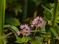 Pink corn mint flowers - Mentha arvensis Royalty Free Stock Photo