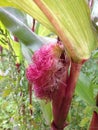 Pink corn silk
