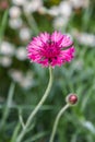 Pink Cornflower with bee Royalty Free Stock Photo