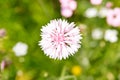Pink cornflower blossom, topview Royalty Free Stock Photo