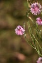 Pink Cornflower (Centaurea cyanus) Royalty Free Stock Photo