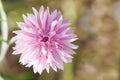 Pink cornflower Royalty Free Stock Photo