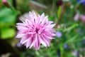 Pink cornflower flower in the garden, centaurea Royalty Free Stock Photo