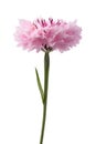 Pink cornflower Royalty Free Stock Photo