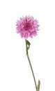 Pink Cornflower Royalty Free Stock Photo